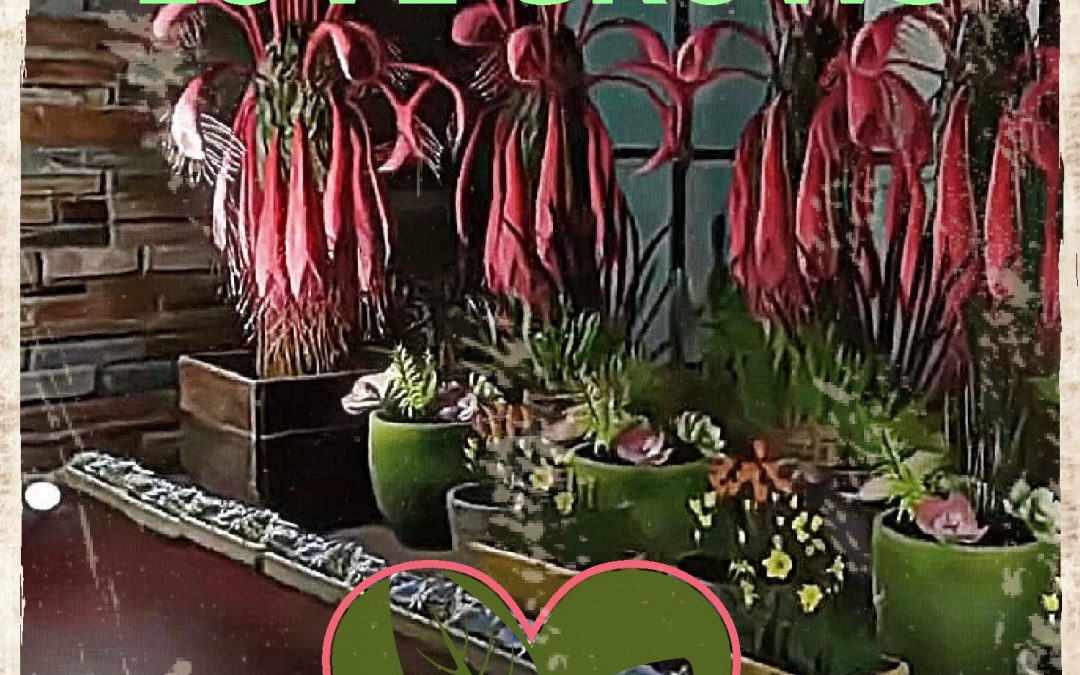 LITTLE LOVE PLANTERS